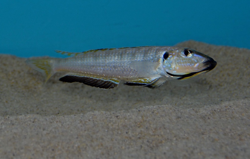 Enantiopus melanogenys 'Kasanga'